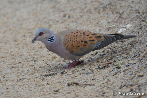 European Turtle-Dove