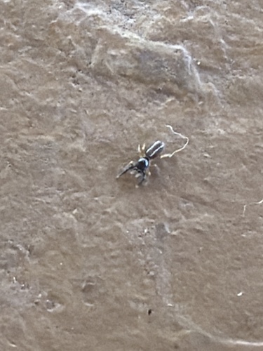 Ribbon Jumping Spider