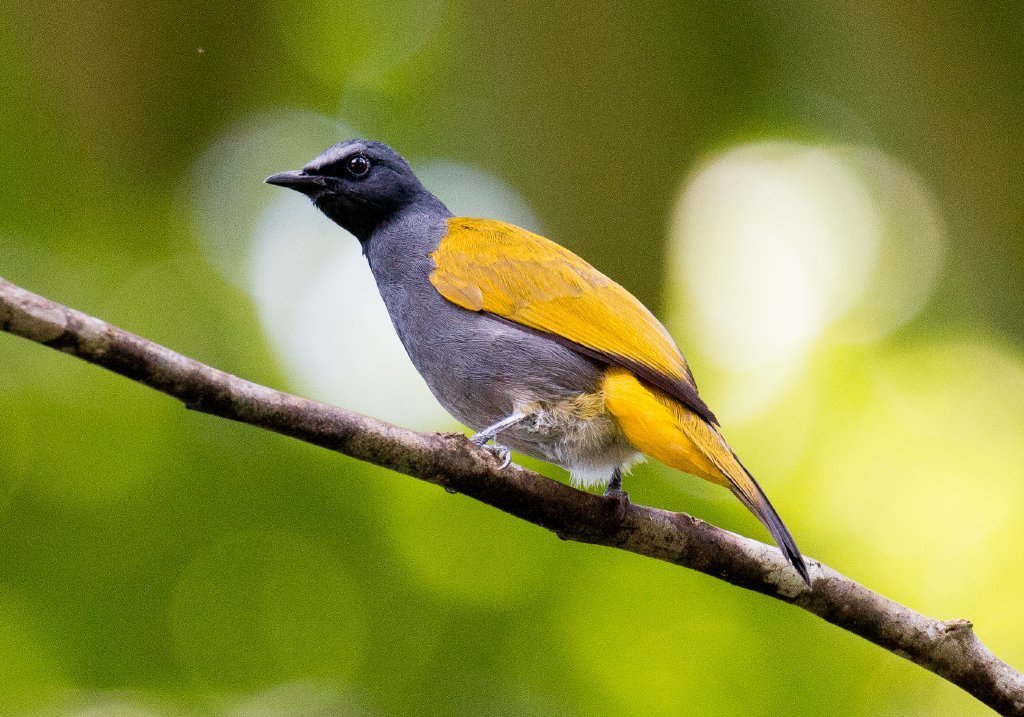 Gray-bellied Bulbul photo