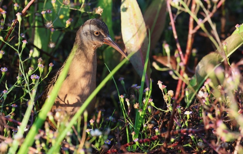 Virginia Rail