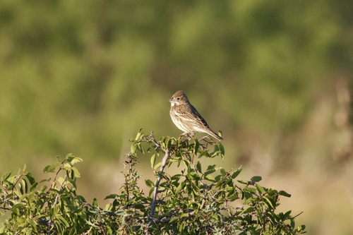 Lark Bunting