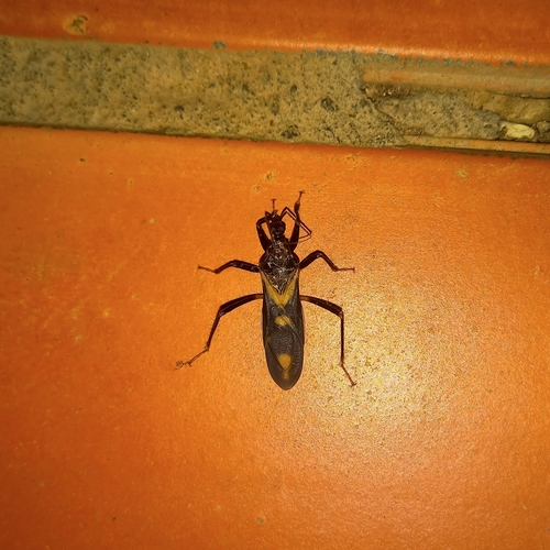 Rasahus sulcicollis
