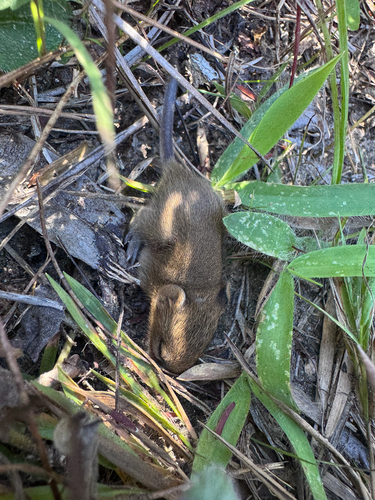 Hispid Cotton Rat