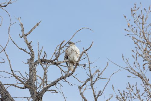 Ferruginous Hawk
