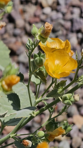 Yellow Indian Mallow