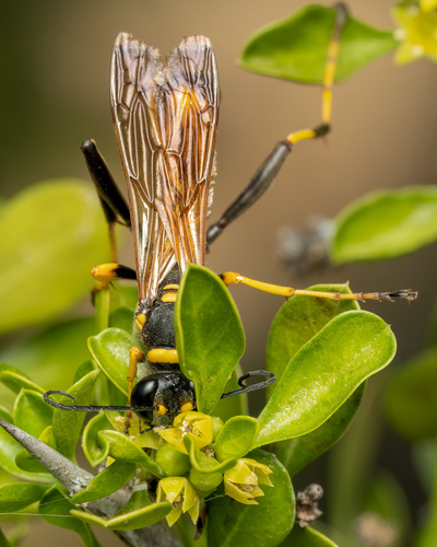 Yellow-legged Mud-dauber Wasp