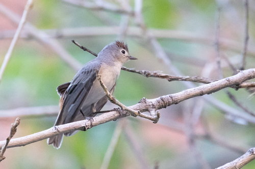 Lucy's Warbler
