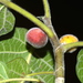 Ficus albipila - Photo (c) David Tng, όλα τα δικαιώματα διατηρούνται, uploaded by David Tng