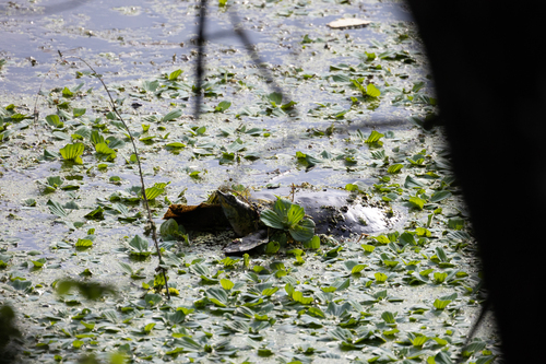 Spiny Softshell