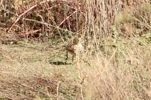 Lark Bunting