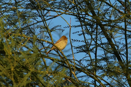 Verdin
