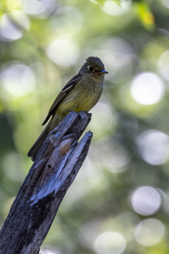 Tyrant Flycatchers