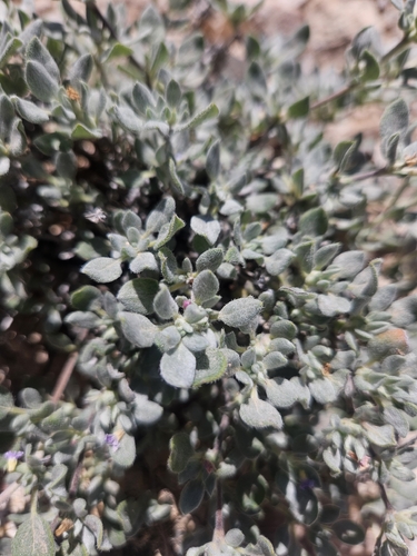 Shrubby Tiquilia