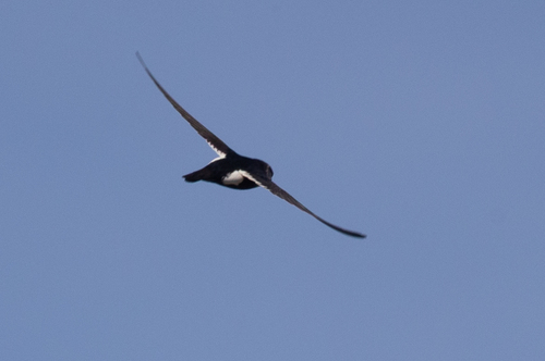 White-throated Swift