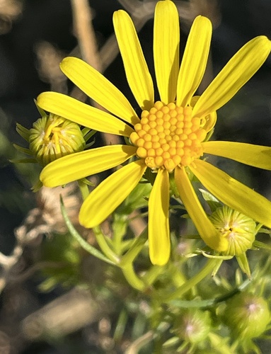 threadleaf groundsel