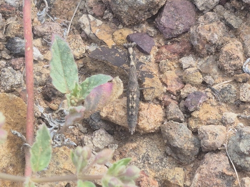 American Ground Mantises