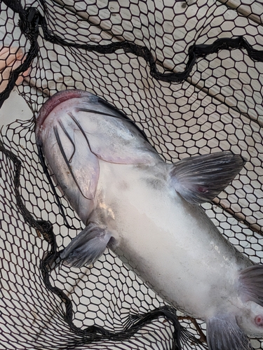 Channel Catfish