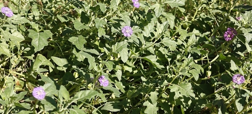 purple groundcherry
