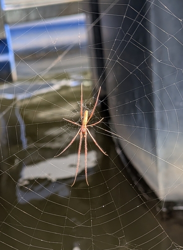 Silver Long-jawed Orbweaver