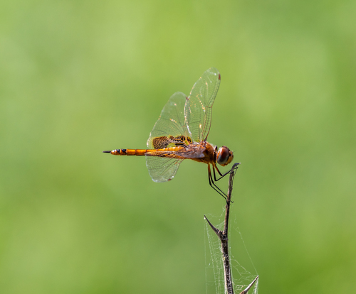 Red Saddlebags