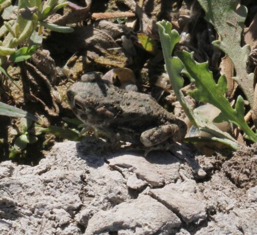 Sapo de Espuelas