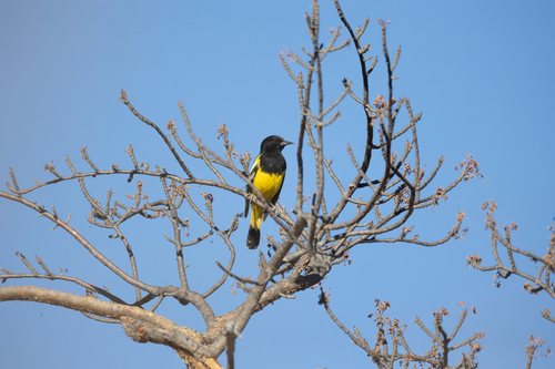 Scott's Oriole