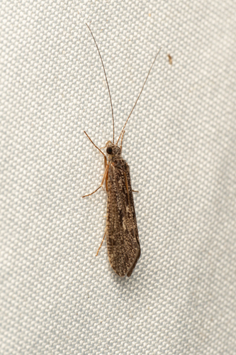 Cheumatopsyche