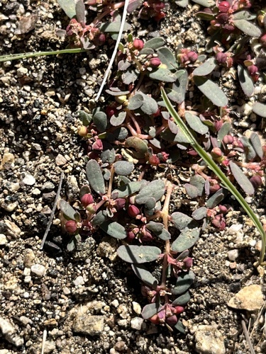 Thymeleaf Sandmat
