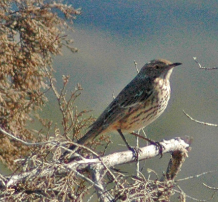 Sage Thrasher