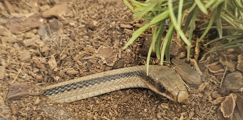 Mountain Patch-nosed Snake