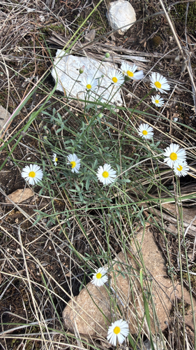 Plains fleabane