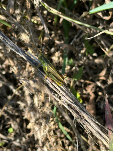 Two-striped Grasshopper