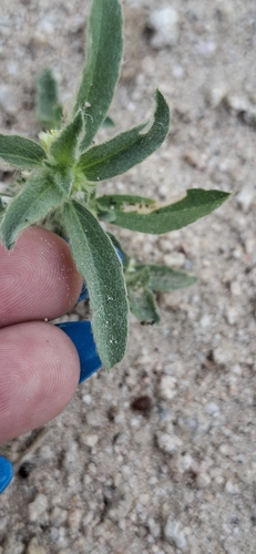 Argythamnia serrata