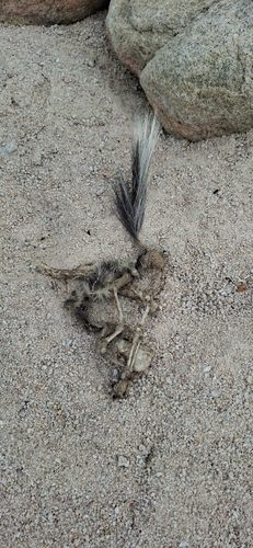 Zorrillo manchado occidental