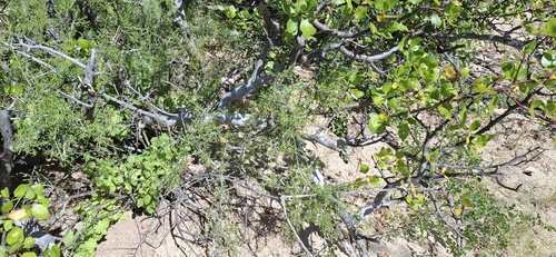 mezquitillo