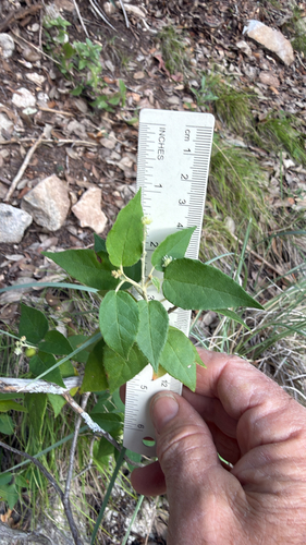 Bush croton