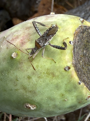 Leaf-footed Cactus Bug