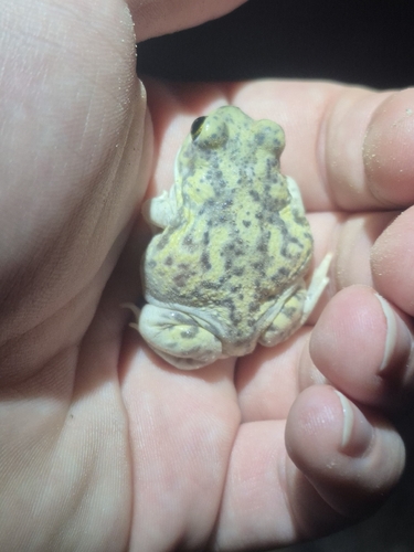 Couch's Spadefoot