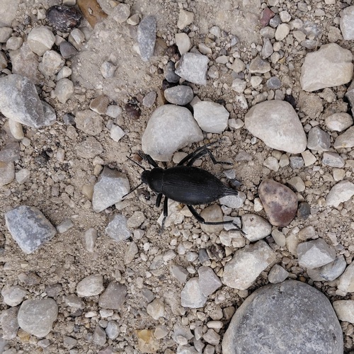Pinacate gigante