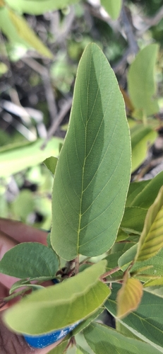 Tullidora