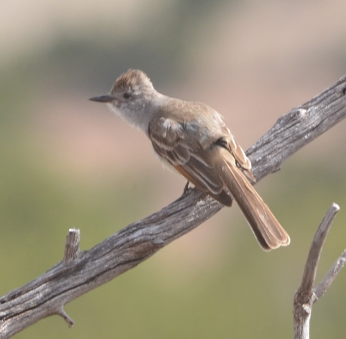 Ash-throated Flycatcher