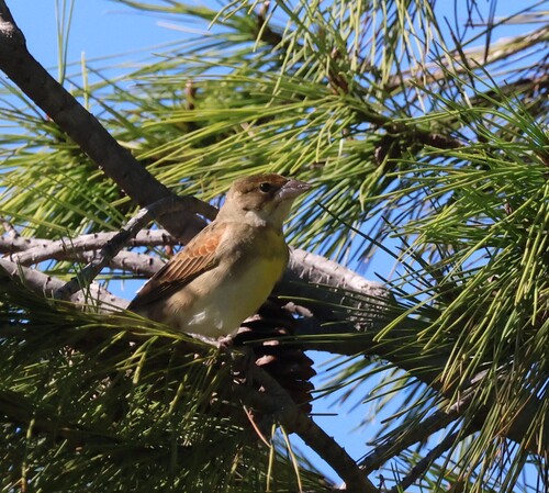 Dickcissel