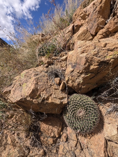 Mammillaria heyderi macdougalii