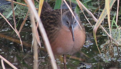 Virginia Rail