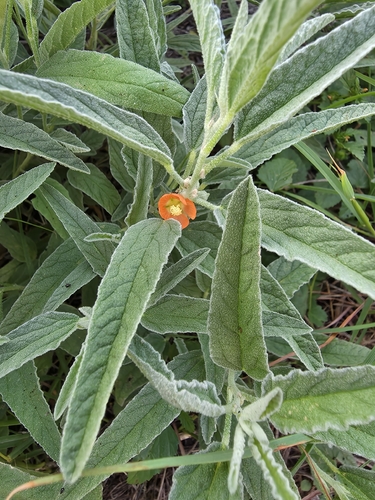 narrowleaf globemallow