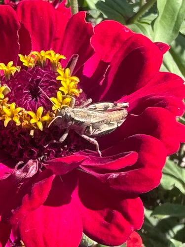 Lakin Grasshopper
