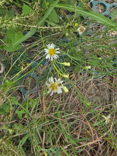 Spiny Chloracantha