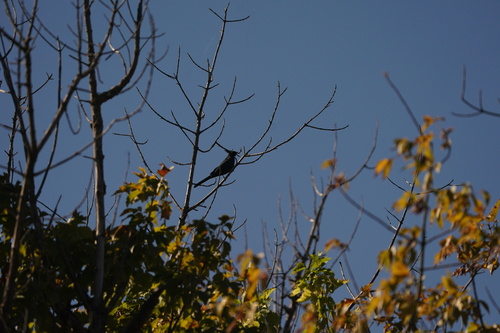 Phainopepla