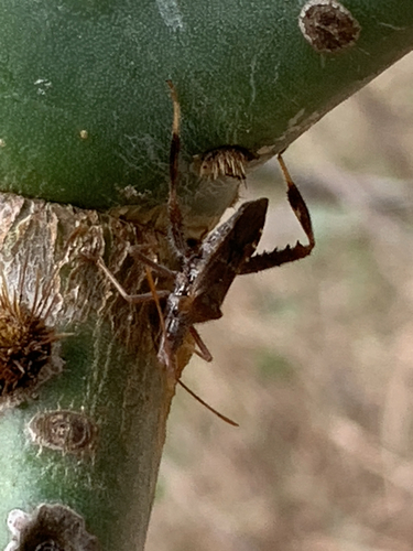 Leaf-footed Cactus Bug