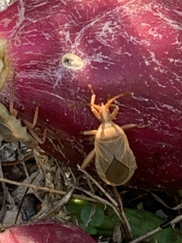 Cactus Coreid Bug